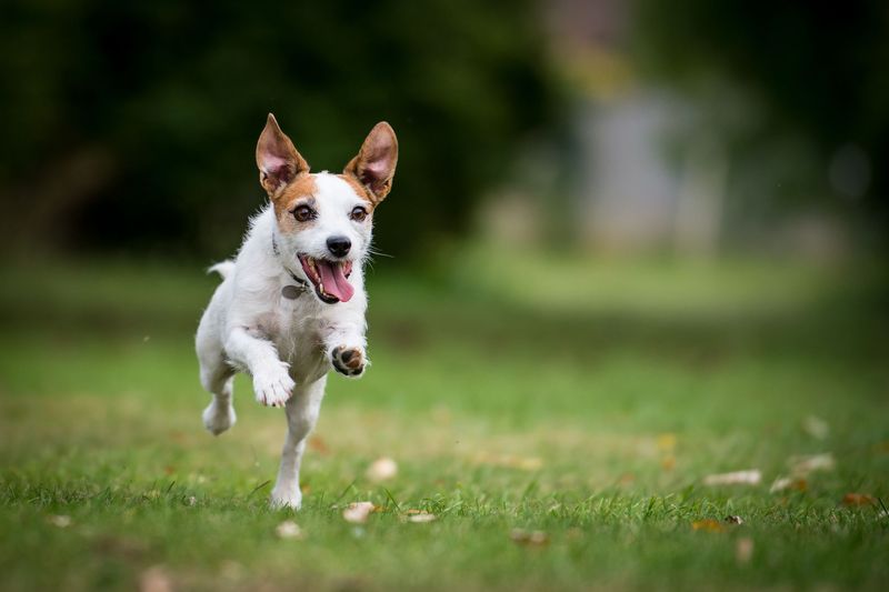 Jack Russell Terrier