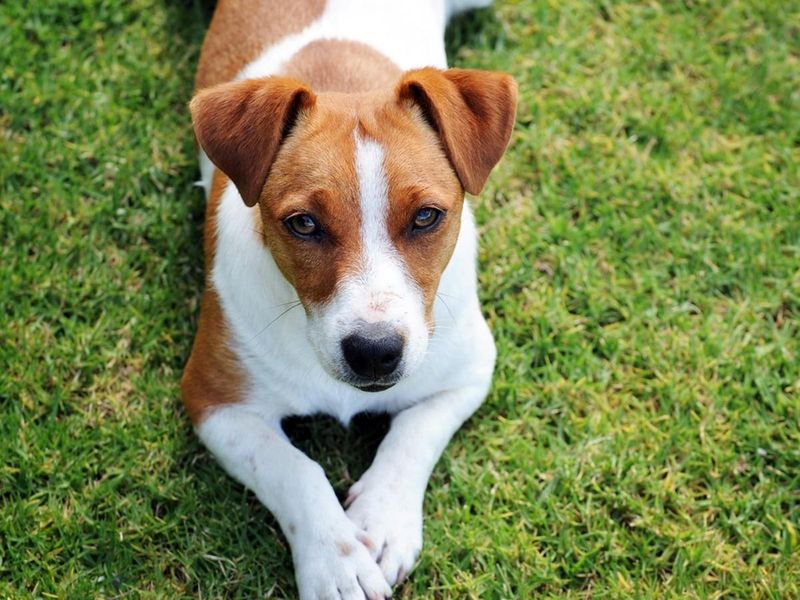 Jack Russell Terrier