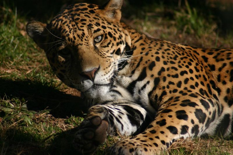 Jaguar