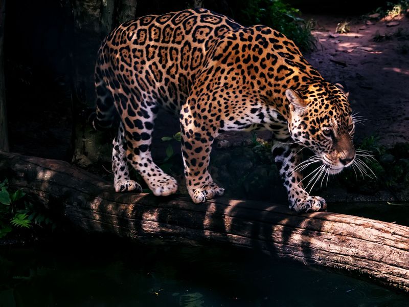 Jaguar