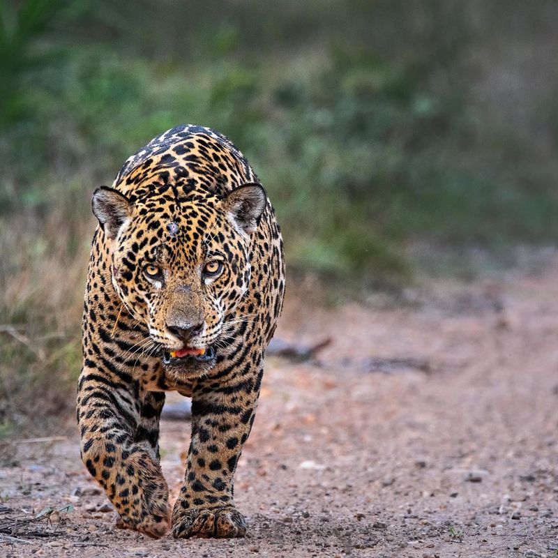 Jaguar