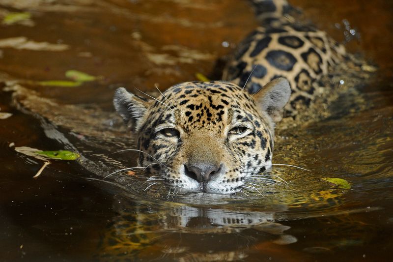 Jaguar