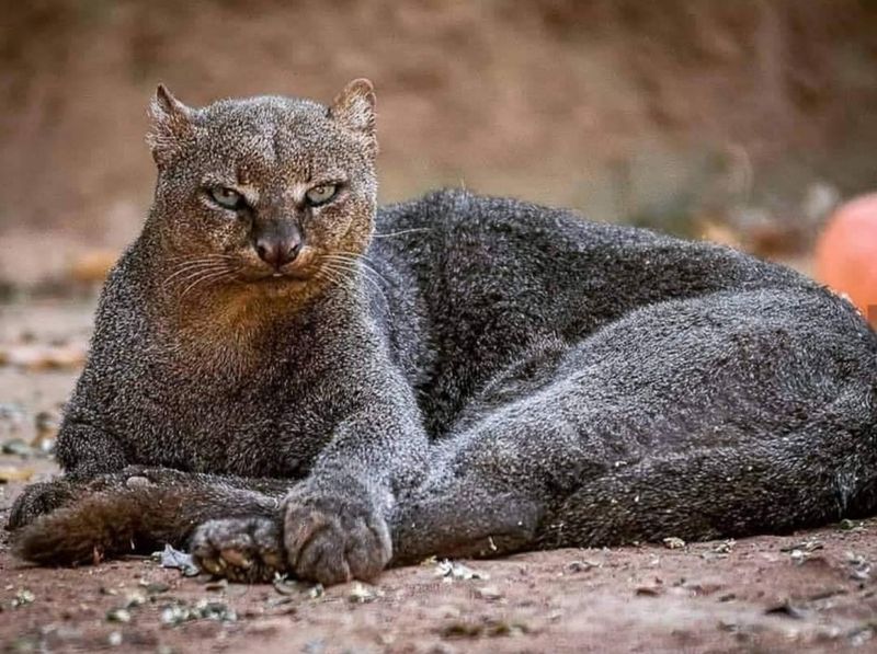 Jaguarundi