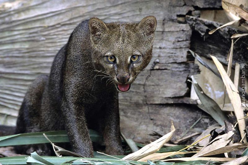 Jaguarundi