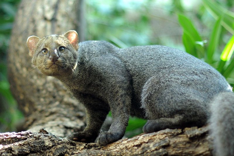 Jaguarundi-Puma Hybrid