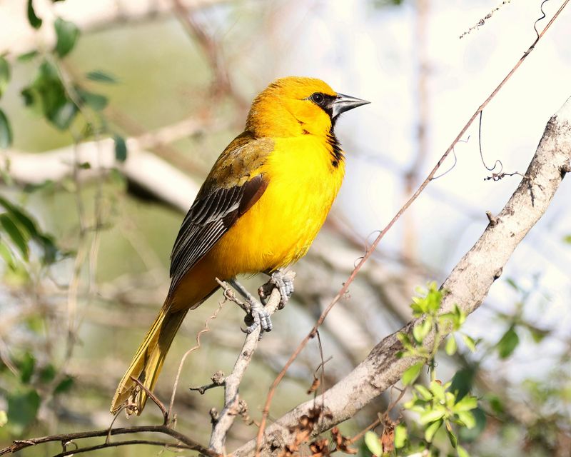 Jamaican Oriole