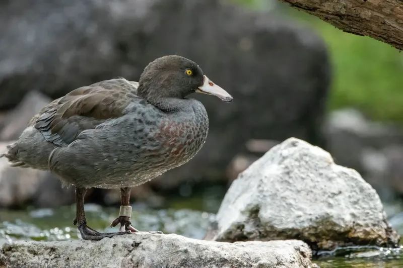 Jamaican Petrel