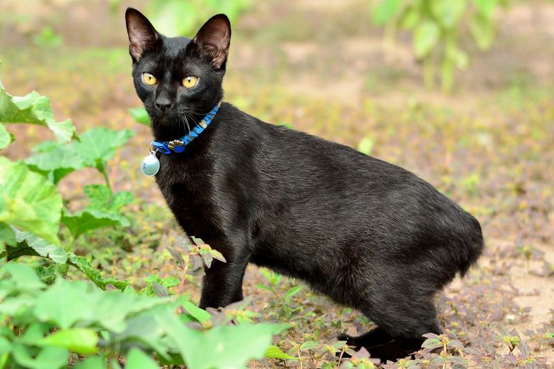 Japanese Bobtail