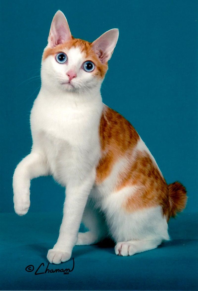 Japanese Bobtail