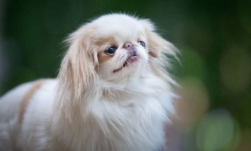 Japanese Chin