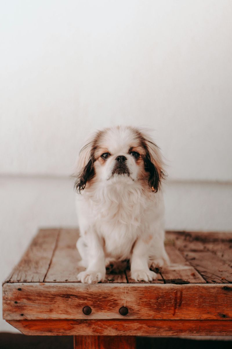 Japanese Chin