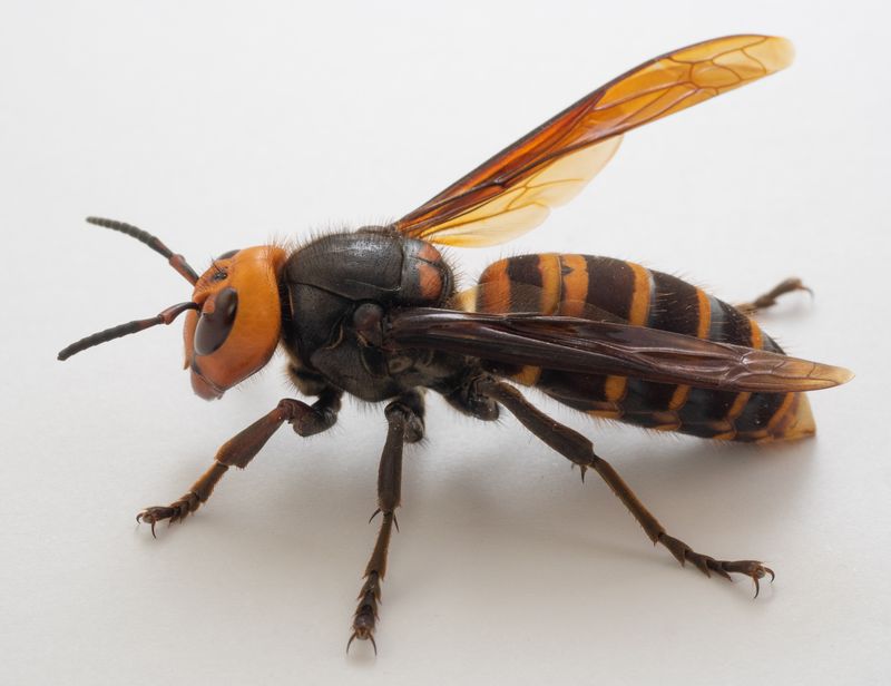 Japanese Giant Hornets