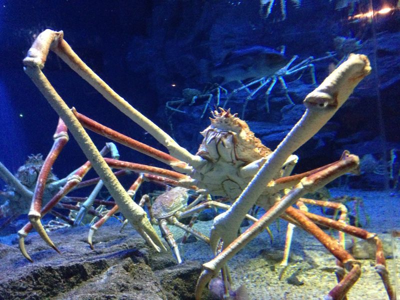 Japanese Spider Crab