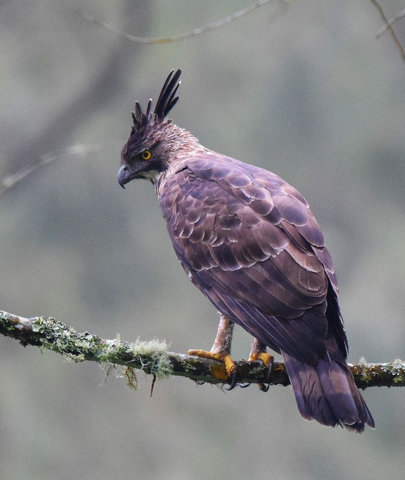 Javan Hawk-Eagle