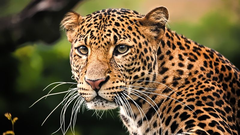 Javan Leopard