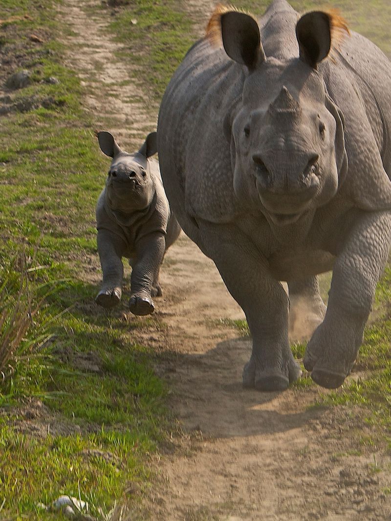 Javan Rhino