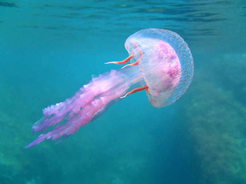 Jellyfish