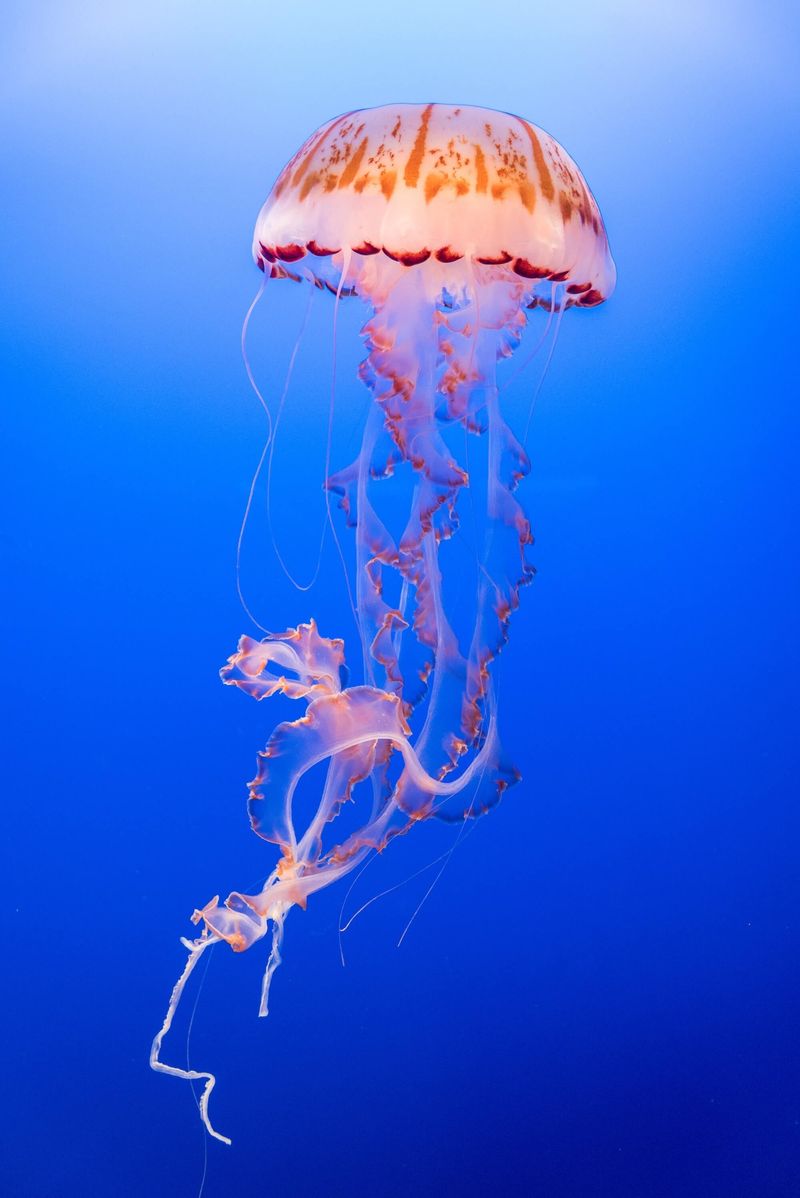 Jellyfish