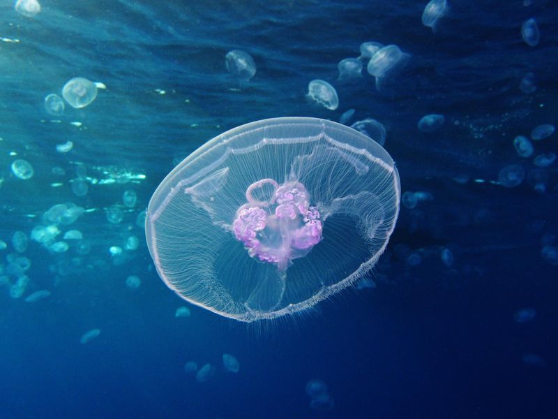 Jellyfish-Inspired Underwater Propulsion Systems