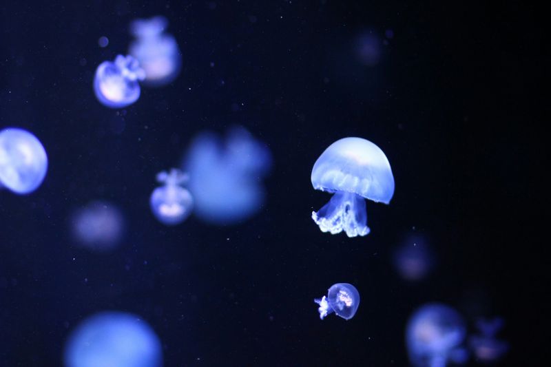 Jellyfish in Space