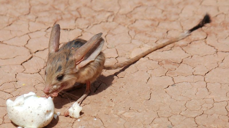 Jerboa's Leap and Burrow