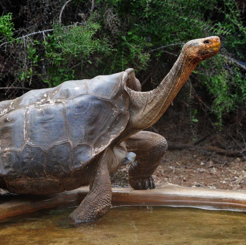 Jumbo the Galápagos Tortoise