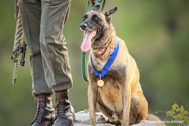 K9 Killer the Rhino Tracker