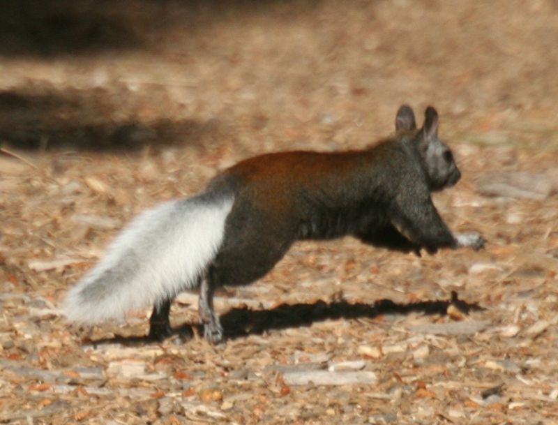 Kaibab Squirrel