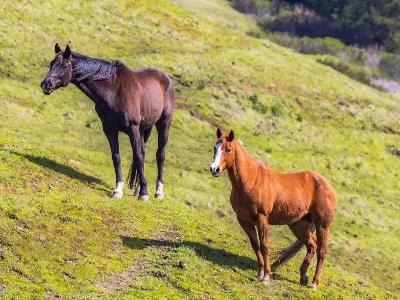 Kaimanawa Wild Horse