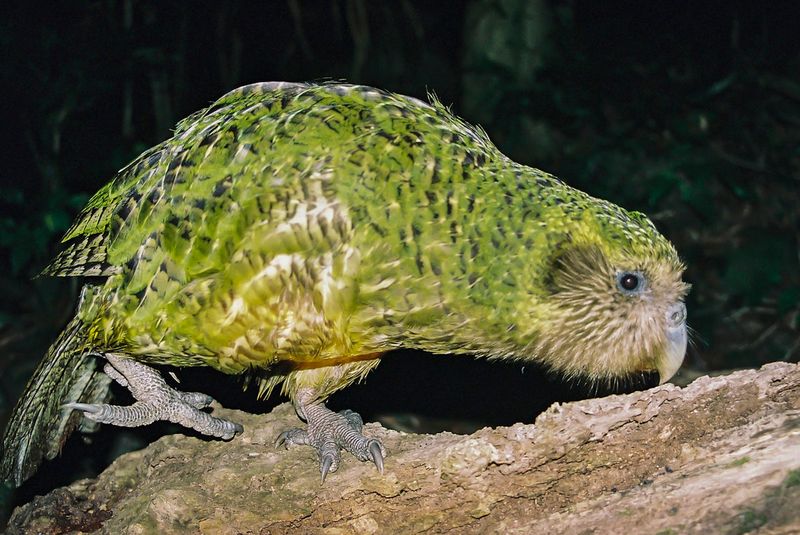 Kakapo