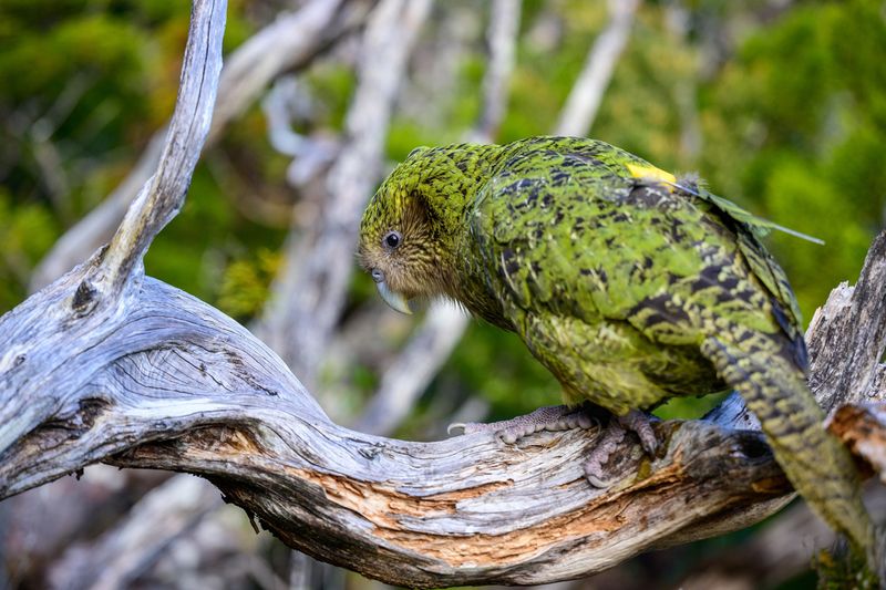 Kakapo