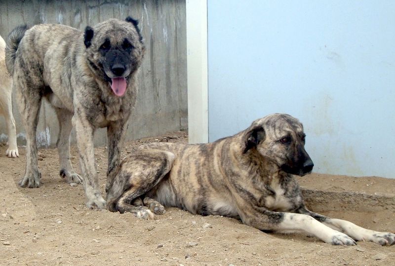 Kangal