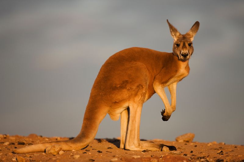 Kangaroo