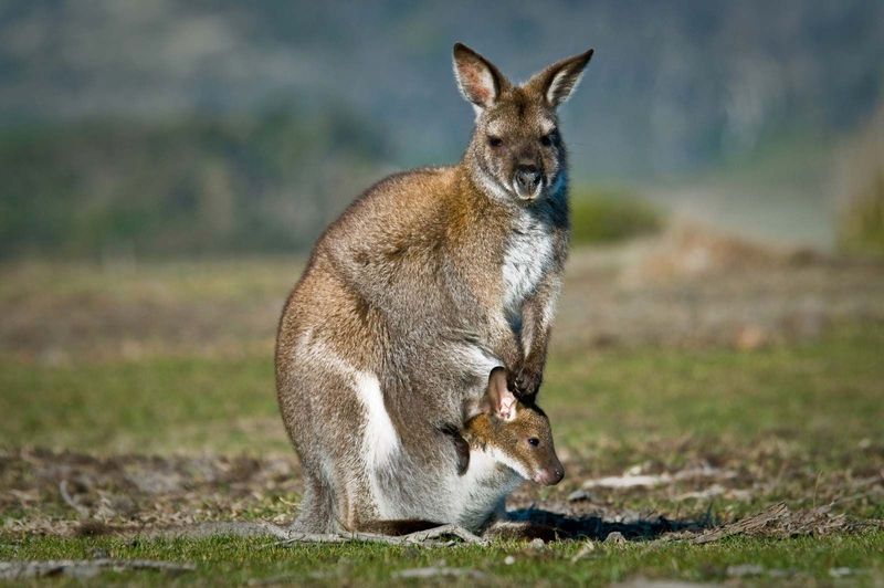 Kangaroo