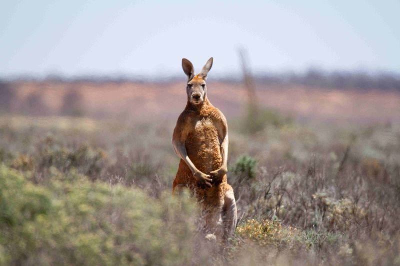 Kangaroo