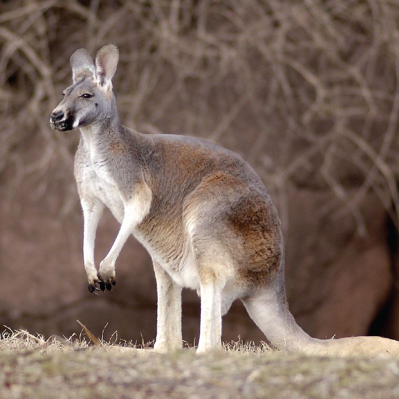 Kangaroo