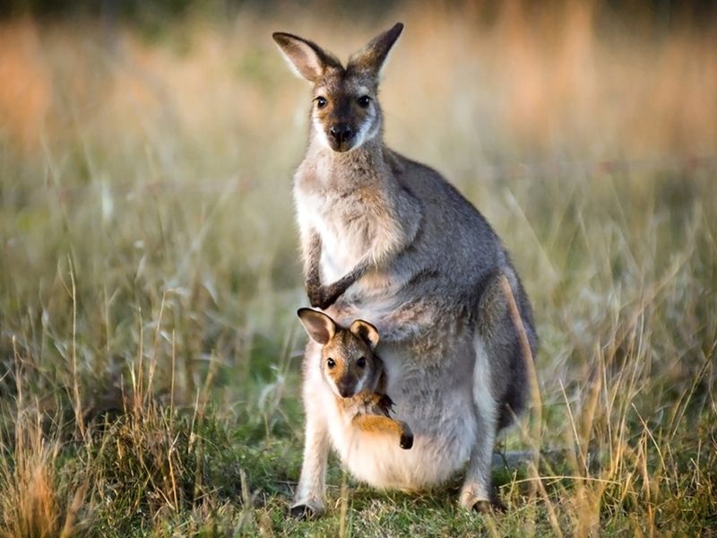 Kangaroo Joey