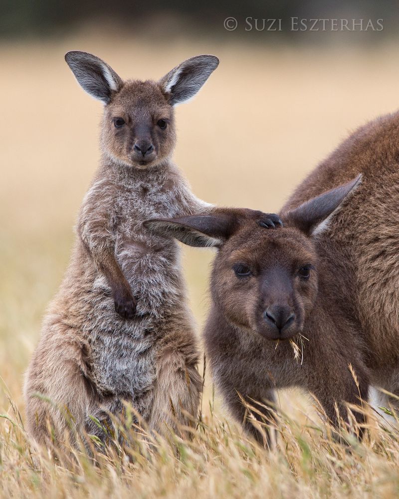 Kangaroo Joeys