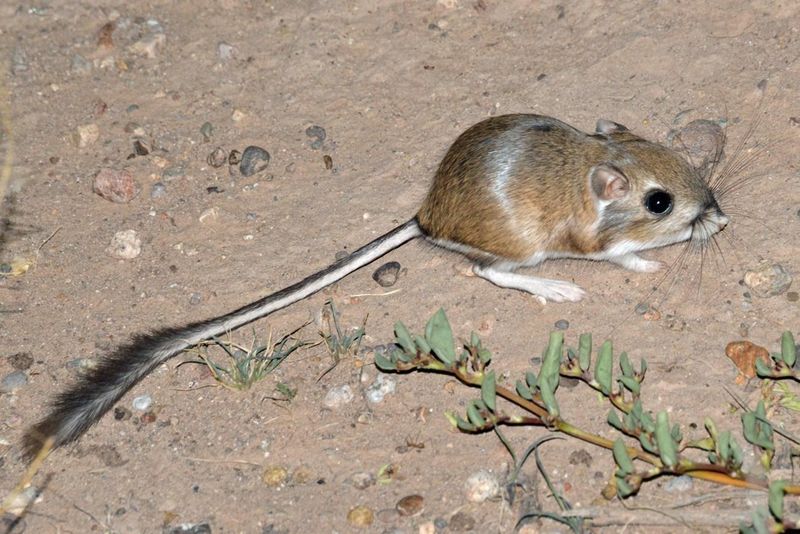 Kangaroo Rat's Water Conservation