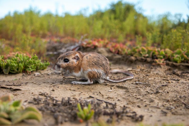 Kangaroo Rat