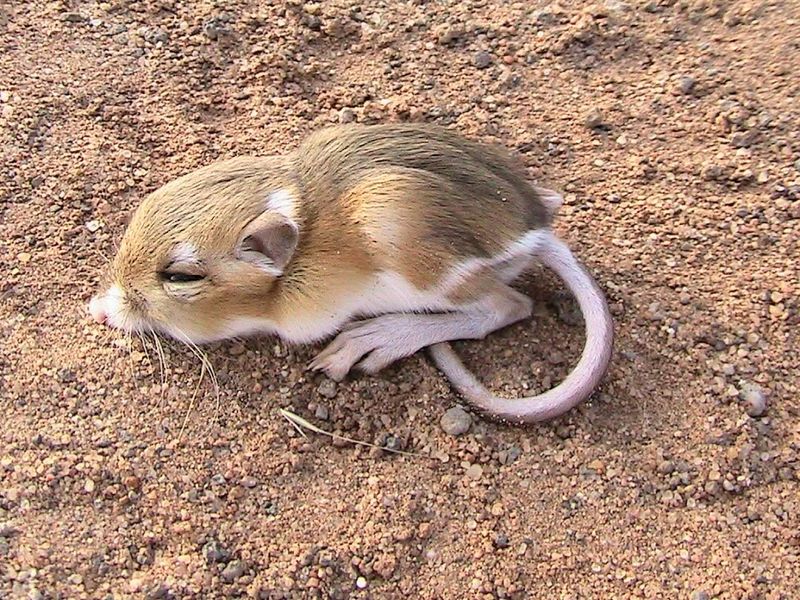 Kangaroo Rat's Waterless Life