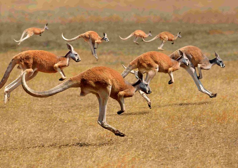 Kangaroo Saltation