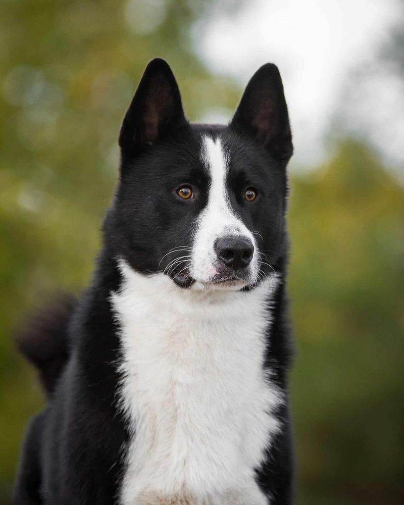 Karelian Bear Dog