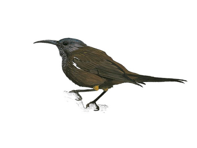 Kauaʻi ʻŌʻō