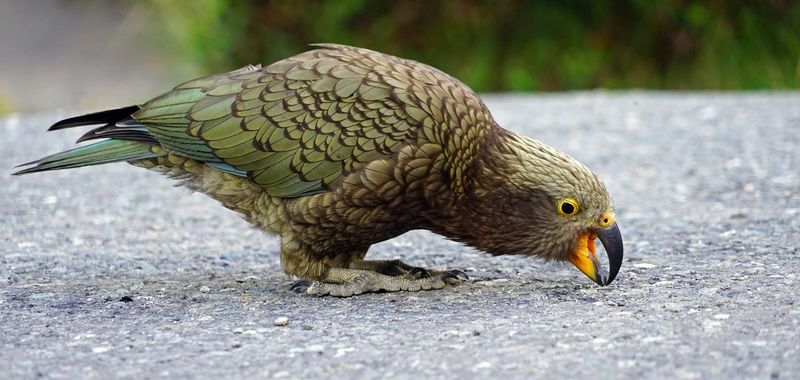 Kea's Playful Intelligence