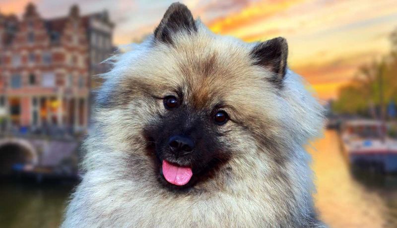 Keeshond