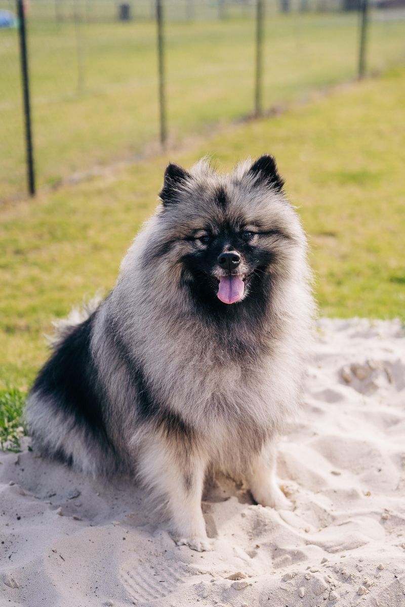 Keeshond