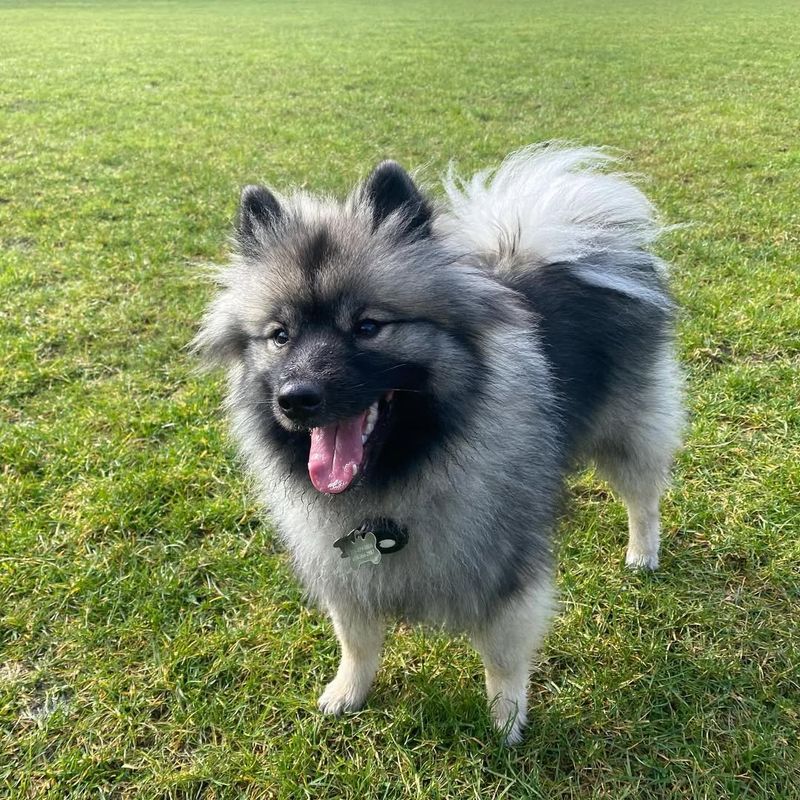 Keeshond