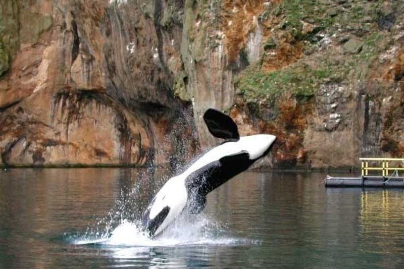 Keiko the Orca