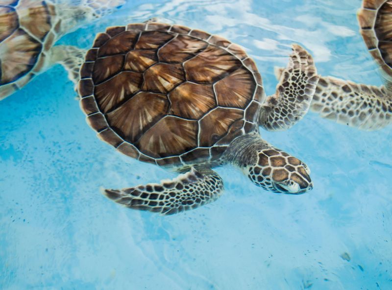 Kemp's Ridley Sea Turtle